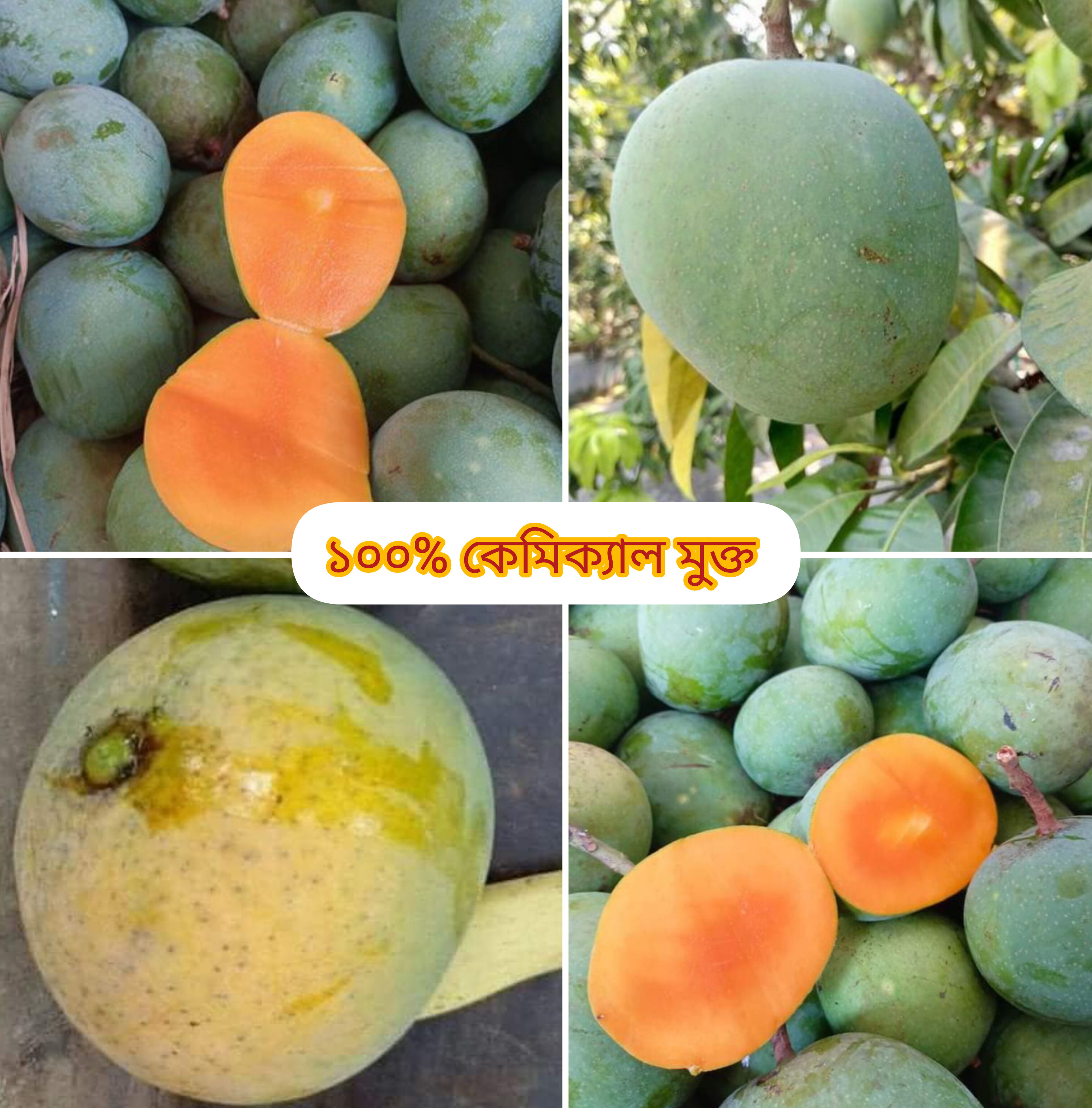 ২০ কেজি গোবিন্দভোগ আম ১২৫ টাকা করে ২৫০০ টাকা